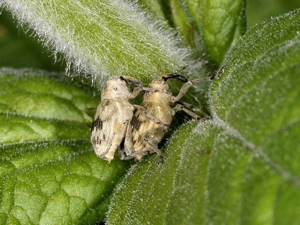 Tapeinotus sellatus - Curculionidae